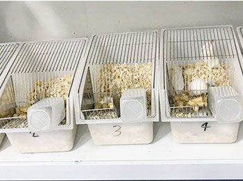 服务┃菲优特检测保健食品功能性评价实验