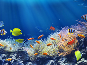 海洋生物活性多糖检测:助力海洋生物资源的科研与应用