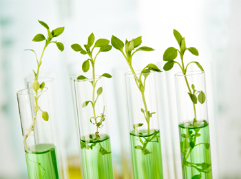 深度解析植物胁迫理化指标检测与应用