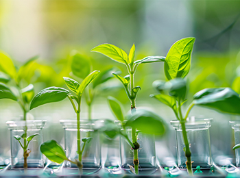 植物甜菜碱含量测定的重要性：对农业研究与应用的影响
