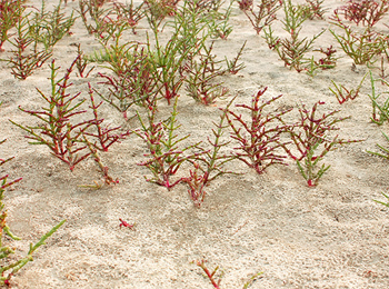 盐碱地植物甜菜碱检测对抗逆性研究的意义