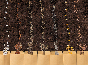 种子品质检测：科研人员必看的 7 大关键指标(脂肪酸 / 氨基酸 / 氮磷钾等)解析