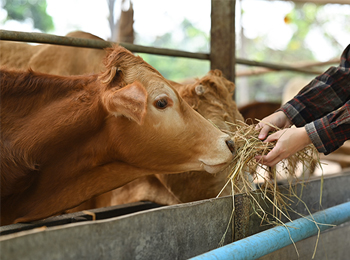 饲料有毒有害物质检测：黄曲霉素、玉米赤霉烯酮与呕吐毒素的全面分析