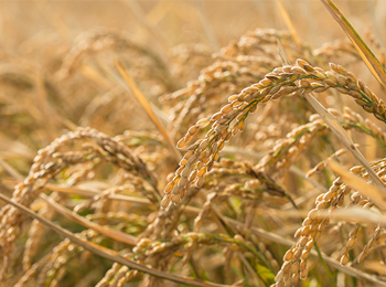 水稻秸秆XRD检测及纤维素、半纤维素分析