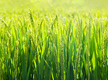 水稻植物营养成分检测：可溶性糖等指标精准分析