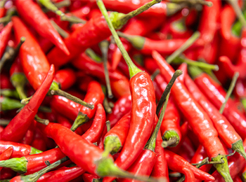 电子舌检测在辣椒科研中的应用及核心要点