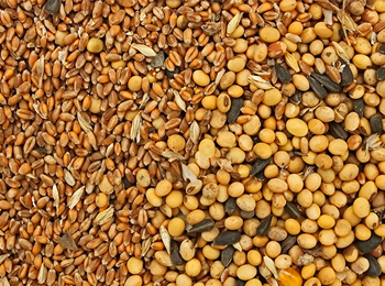 饲料检测 | 菲优特检测：氨基酸、核苷酸、牛磺酸等指标精准分析